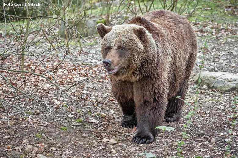 Braunbärin Brenda am 4. April 2016 erstmals auf der Außenanlage im Wuppertaler Zoo (Foto Gerrit Nitsch)