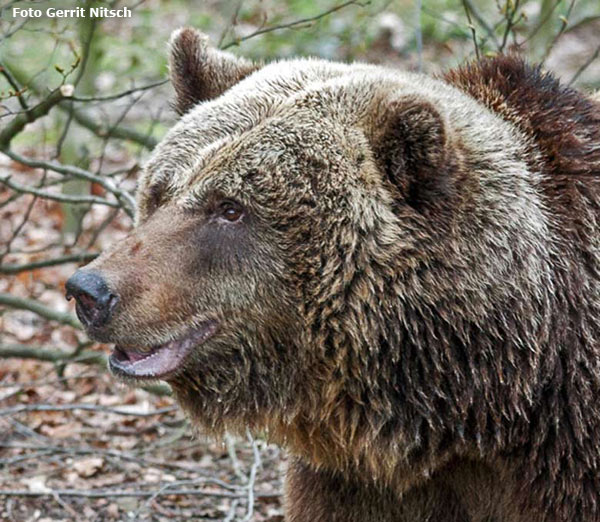 Braunbärin Brenda im Wuppertaler Zoo im April 2016 (Foto Gerrit Nitsch)