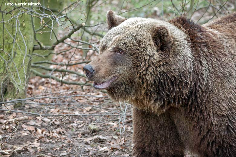 Braunbärin Brenda am 4. April 2016 erstmals auf der Außenanlage im Zoologischen Garten der Stadt Wuppertal (Foto Gerrit Nitsch)