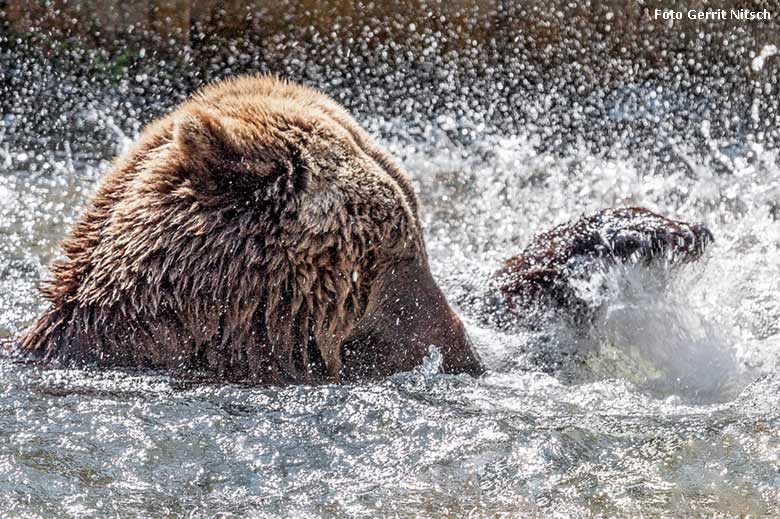 Braunbärin Brenda am 9. April 2016 im Wasser im Zoo Wuppertal (Foto Gerrit Nitsch)