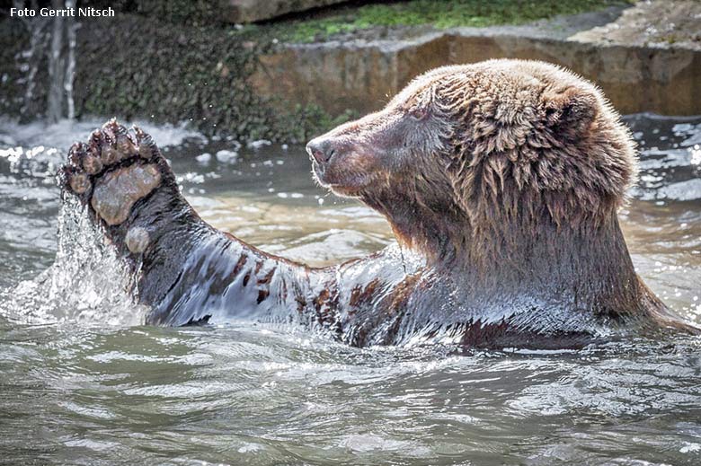 Braunbärin Brenda am 9. April 2016 im Wasser im Zoologischen Garten der Stadt Wuppertal (Foto Gerrit Nitsch)