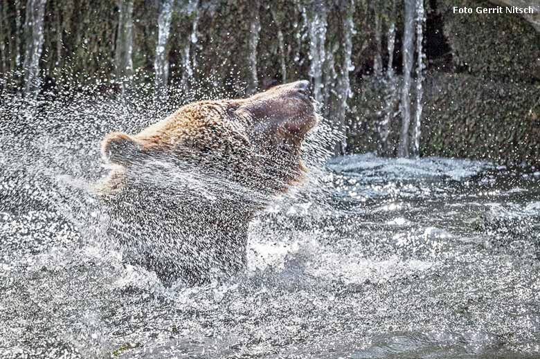 Braunbärin Brenda am 9. April 2016 im Wasser im Grünen Zoo Wuppertal (Foto Gerrit Nitsch)