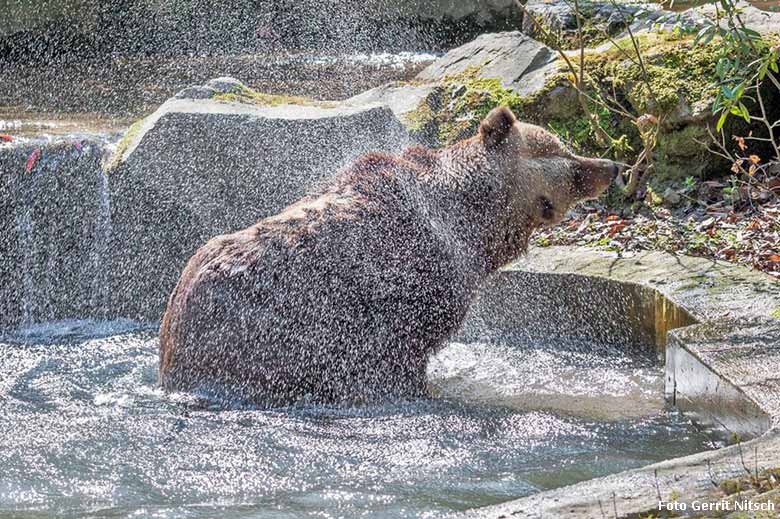 Braunbärin Brenda am 9. April 2016 im Wasser im Wuppertaler Zoo (Foto Gerrit Nitsch)