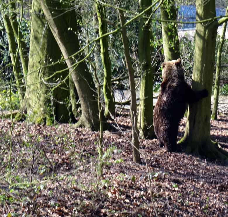 Braunbärin Brenda im April 2016 auf der Außenanlage im Grünen Zoo Wuppertal