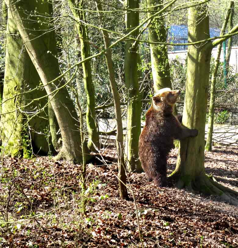 Braunbärin Brenda im April 2016 auf der Außenanlage im Zoologischen Garten der Stadt Wuppertal