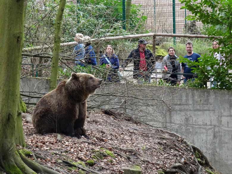 Braunbärin Brenda im April 2016 auf der Außenanlage im Zoo Wuppertal