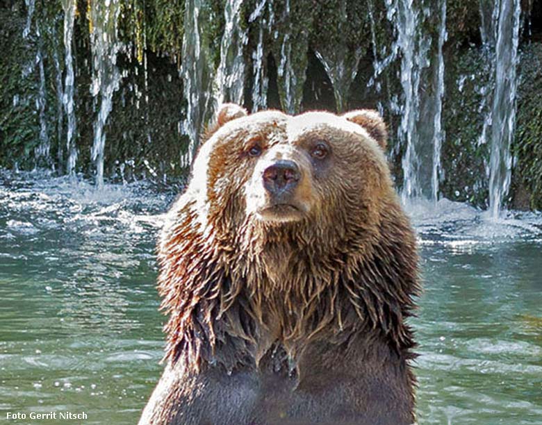 Braunbärin Brenda am 11. April 2016 im Wasser im Wuppertaler Zoo (Foto Gerrit Nitsch)