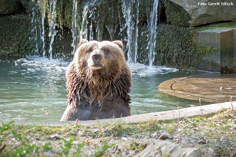 Braunbärin Brenda am 11. April 2016 im Wasser im Grünen Zoo Wuppertal (Foto Gerrit Nitsch)