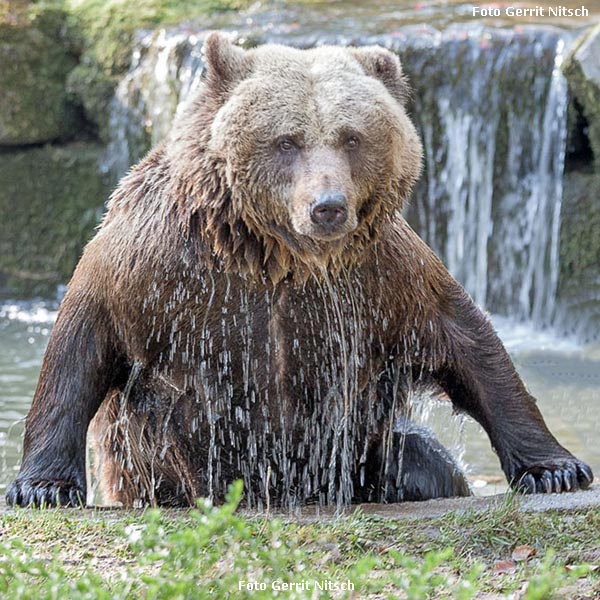 Braunbärin Brenda im Wuppertaler Zoo am 14. April 2016 (Foto Gerrit Nitsch)