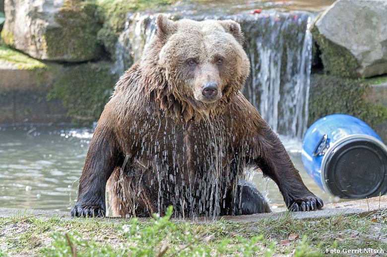 Braunbärin Brenda am 14. April 2016 im Wasser im Zoologischen Garten der Stadt Wuppertal (Foto Gerrit Nitsch)