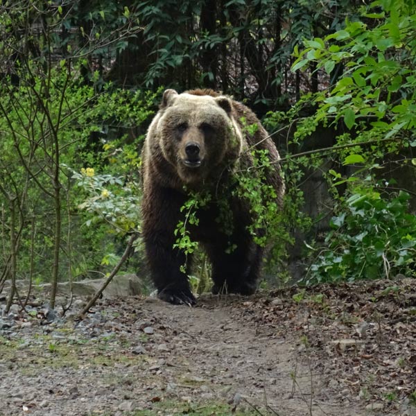 Braunbärin Brenda im April 2016 im Wuppertaler Zoo