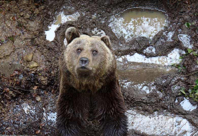 Braunbärin Brenda am 30. April 2016 im Zoologischen Garten der Stadt Wuppertal