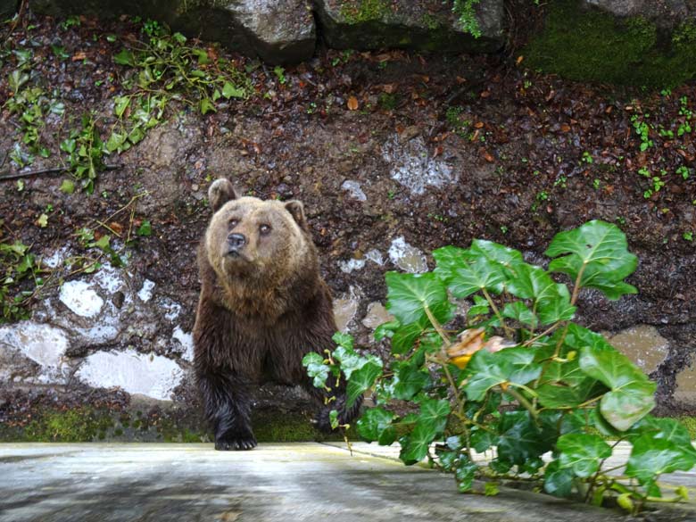 Braunbärin Brenda am 30. April 2016 im Grünen Zoo Wuppertal