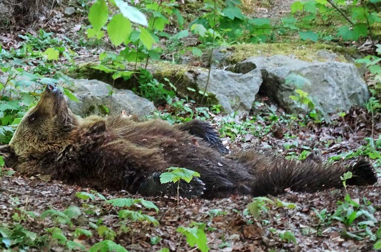 Relaxte Braunbärin Brenda am 6. Mai 2016 im Grünen Zoo Wuppertal