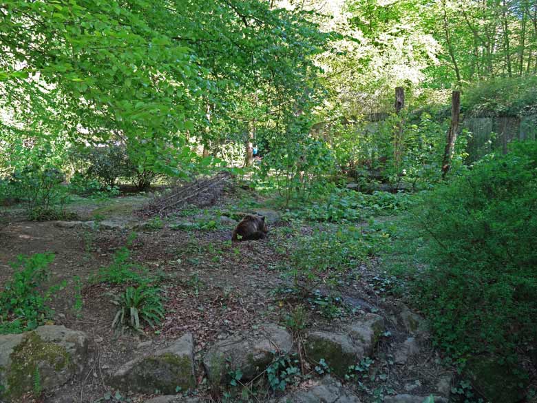 Entspannt ruhende Braunbärin Brenda am 6. Mai 2016 im Zoologischen Garten der Stadt Wuppertal