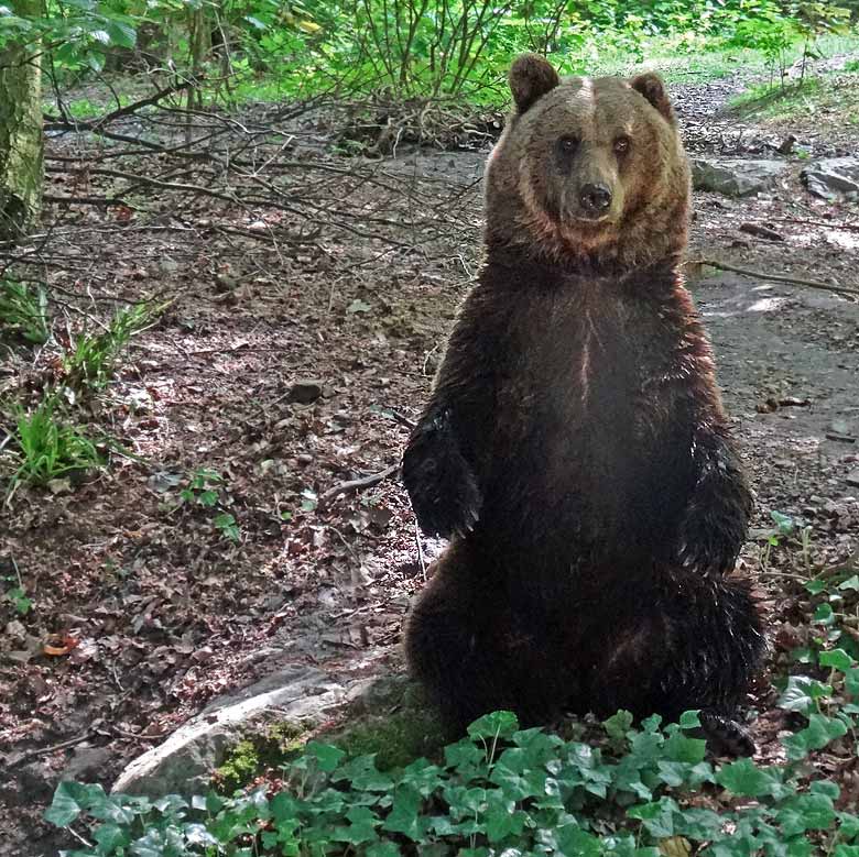 Braunbärin Brenda am 26. Mai 2016 im Zoologischen Garten der Stadt Wuppertal