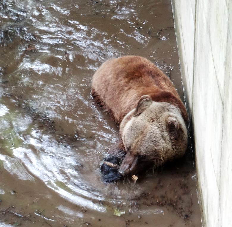 Braunbärin Brenda am 31. Mai 2016 im Wuppertaler Zoo