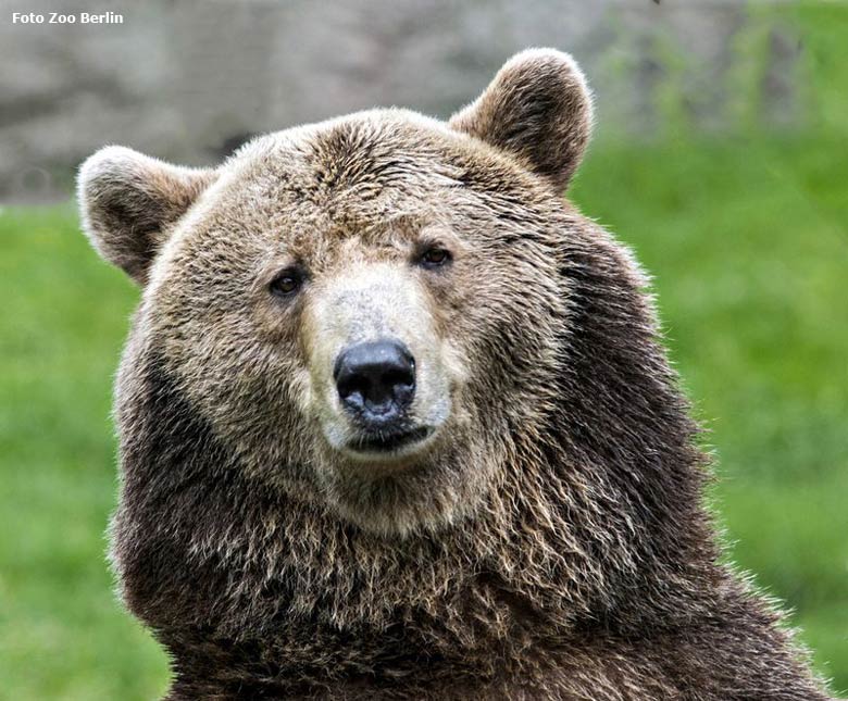 Braunbärin "Siddy" im Zoologischen Garten Berlin (Foto Zoo Berlin)