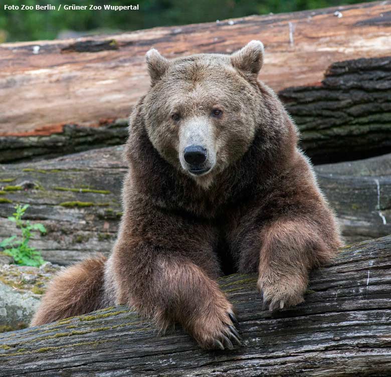 Braunbärin "Siddy" am 28. April 2015 im Zoologischen Garten Berlin (Foto Zoo Berlin - Grüner Zoo Wuppertal)