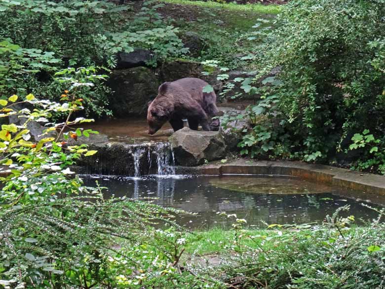 Braunbärin Siddy am 12. August 2016 auf der Aussenanlage der Braunbären im Zoologischen Garten der Stadt Wuppertal