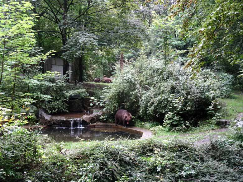 Braunbärin Siddy am 12. August 2016 auf der Aussenanlage der Braunbären im Wuppertaler Zoo