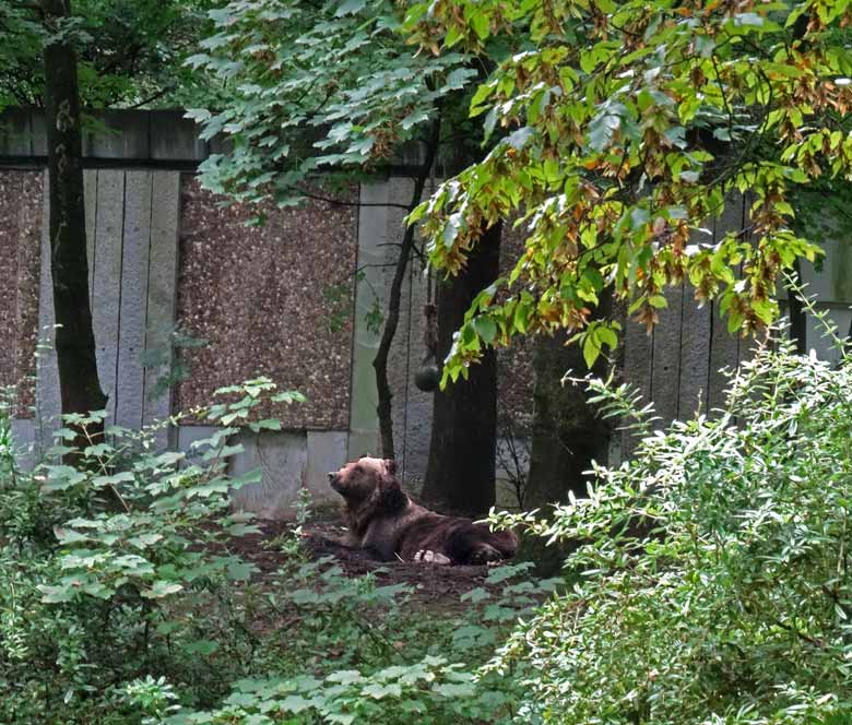 Braunbärin Siddy am 12. August 2016 auf der Aussenanlage der Braunbären im Wuppertaler Zoo