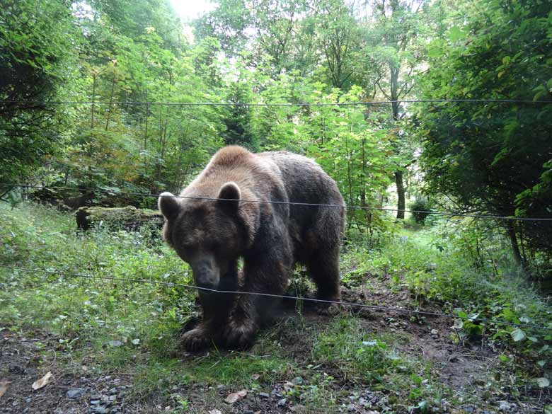 Braunbärin Siddy am 13. August 2016 auf der Aussenanlage der Braunbären im Zoologischen Garten der Stadt Wuppertal