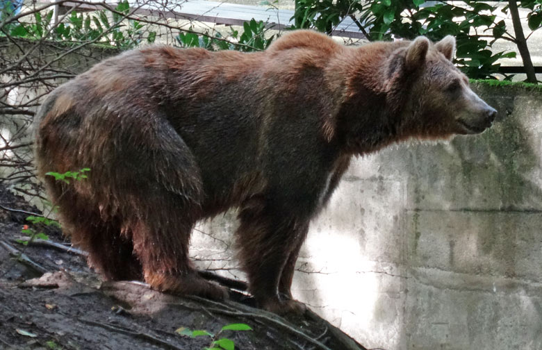 Braunbärin Siddy am 13. August 2016 auf der Aussenanlage der Braunbären im Grünen Zoo Wuppertal