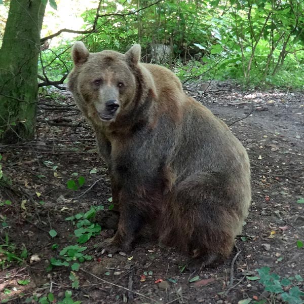 Braunbärin Siddy im Wuppertaler Zoo am 13. August 2016