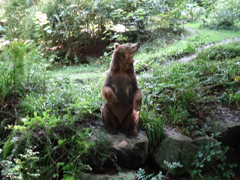 Braunbärin Siddy am 13. August 2016 auf der Aussenanlage der Braunbären im Zoologischen Garten der Stadt Wuppertal