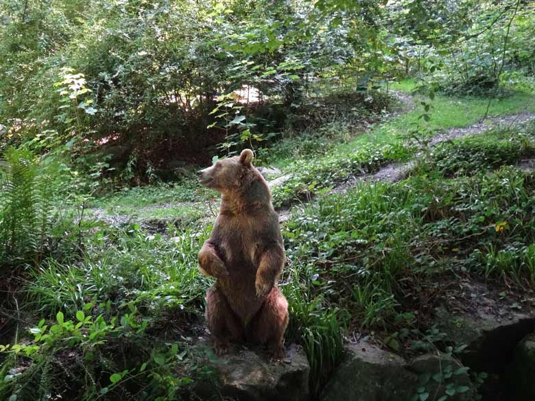 Braunbärin Siddy am 13. August 2016 auf der Aussenanlage der Braunbären im Wuppertaler Zoo