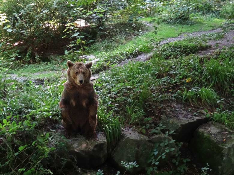 Braunbärin Siddy am 13. August 2016 auf der Aussenanlage der Braunbären im Grünen Zoo Wuppertal