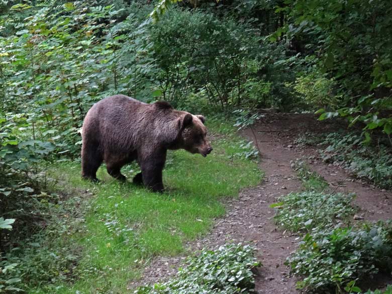 Braunbärin Brenda am 14. August 2016 auf der Aussenanlage der Braunbären im Zoo Wuppertal