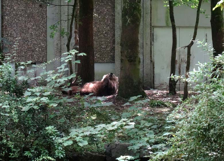 Braunbärin Siddy am 14. August 2016 auf der Aussenanlage der Braunbären im Wuppertaler Zoo