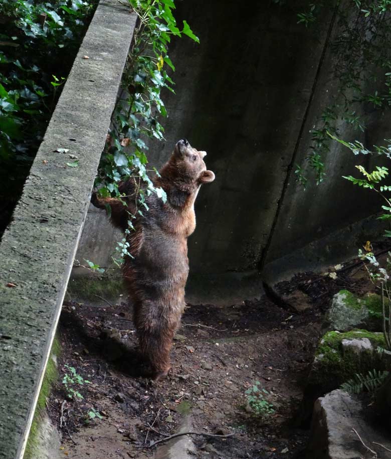 Braunbärin Siddy am 14. August 2016 auf der Aussenanlage der Braunbären im Zoologischen Garten der Stadt Wuppertal