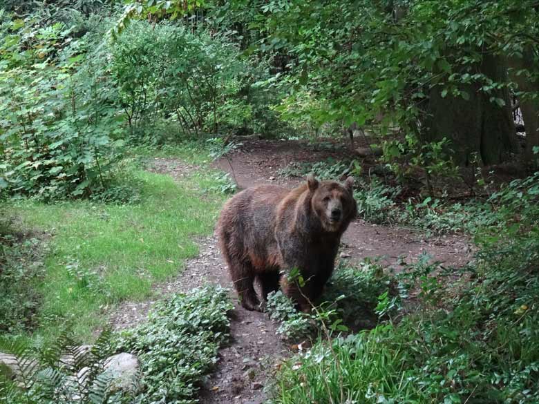 Braunbärin Siddy am 14. August 2016 auf der Aussenanlage der Braunbären im Wuppertaler Zoo