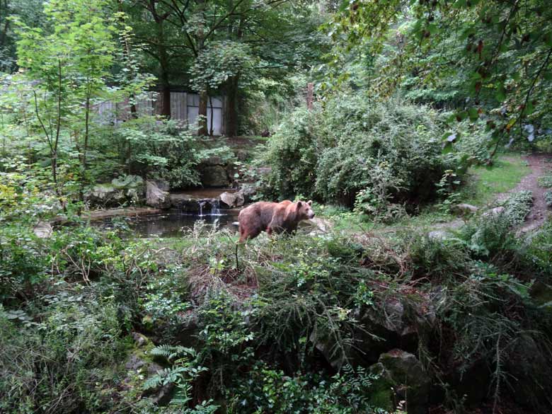 Braunbärin Siddy am 14. August 2016 auf der Aussenanlage der Braunbären im Zoo Wuppertal