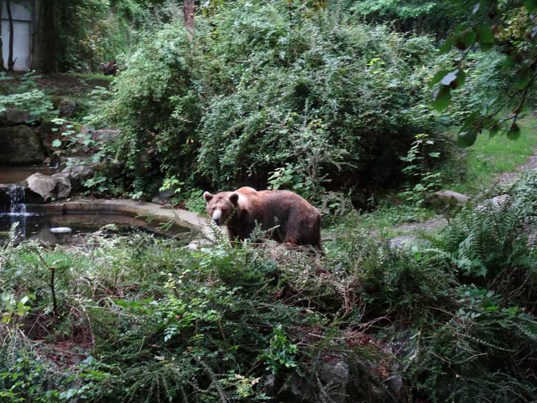 Braunbärin Siddy am 14. August 2016 auf der Aussenanlage der Braunbären im Zoologischen Garten der Stadt Wuppertal