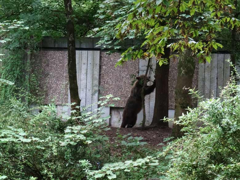 Braunbärin Siddy am 14. August 2016 auf der Aussenanlage der Braunbären im Wuppertaler Zoo