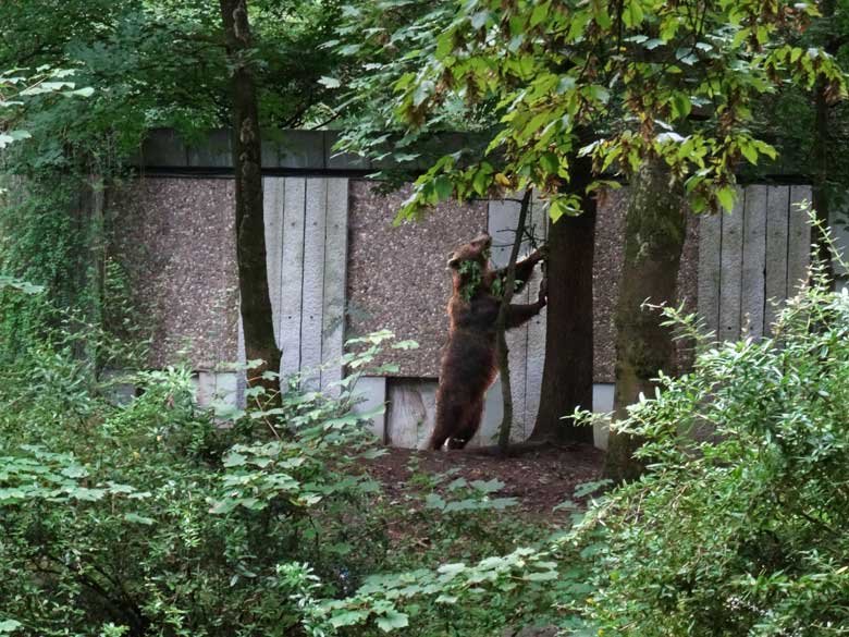 Braunbärin Siddy am 14. August 2016 auf der Aussenanlage der Braunbären im Grünen Zoo Wuppertal