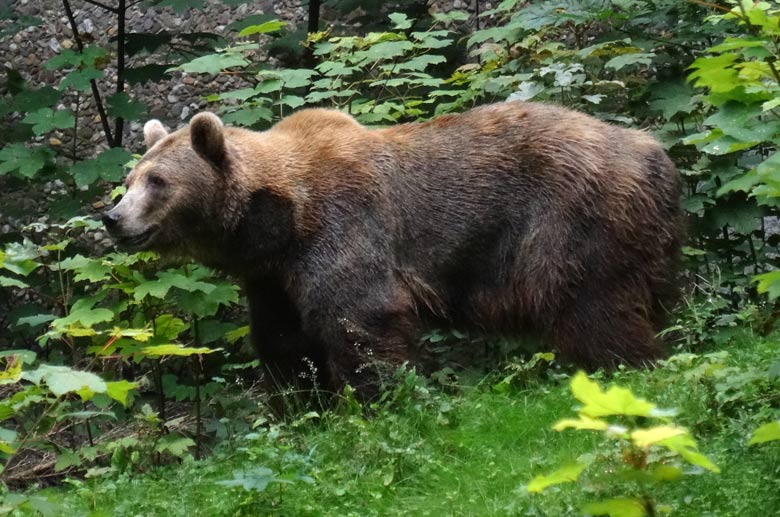 Braunbärin Siddy am 14. August 2016 auf der Aussenanlage der Braunbären im Zoologischen Garten der Stadt Wuppertal