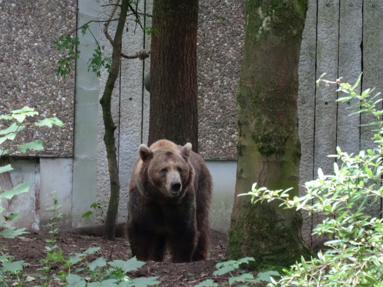 Braunbärin Siddy am 14. August 2016 auf der Aussenanlage der Braunbären im Grünen Zoo Wuppertal