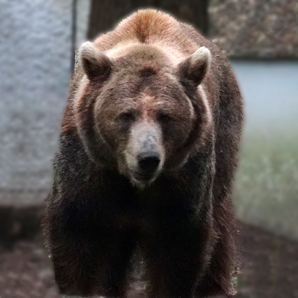 Braunbärin Siddy im Wuppertaler Zoo am 14. August 2016