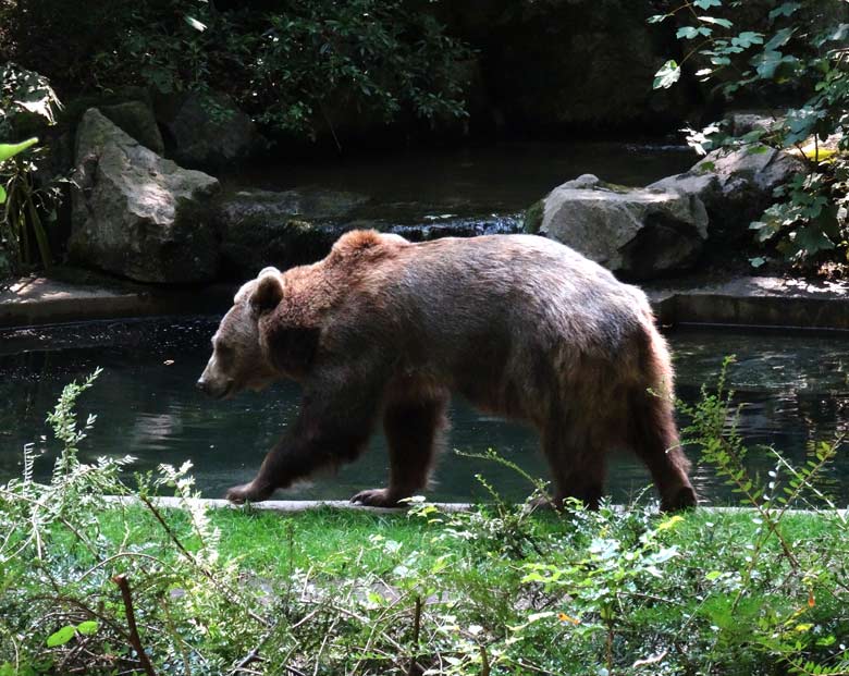 Braunbärin Siddy am 19. August 2016 auf der Braunbärenanlage im Zoologischen Garten der Stadt Wuppertal