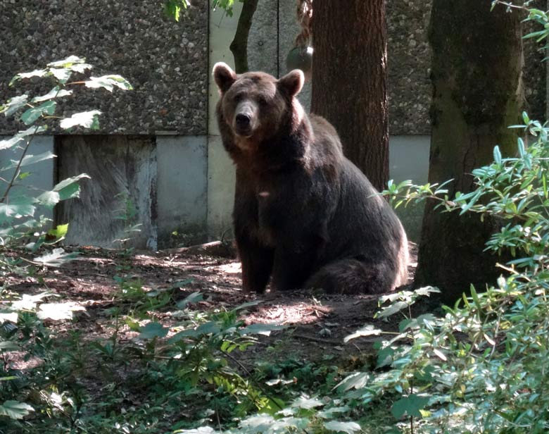 Braunbärin Siddy am 19. August 2016 auf der Braunbärenanlage im Wuppertaler Zoo