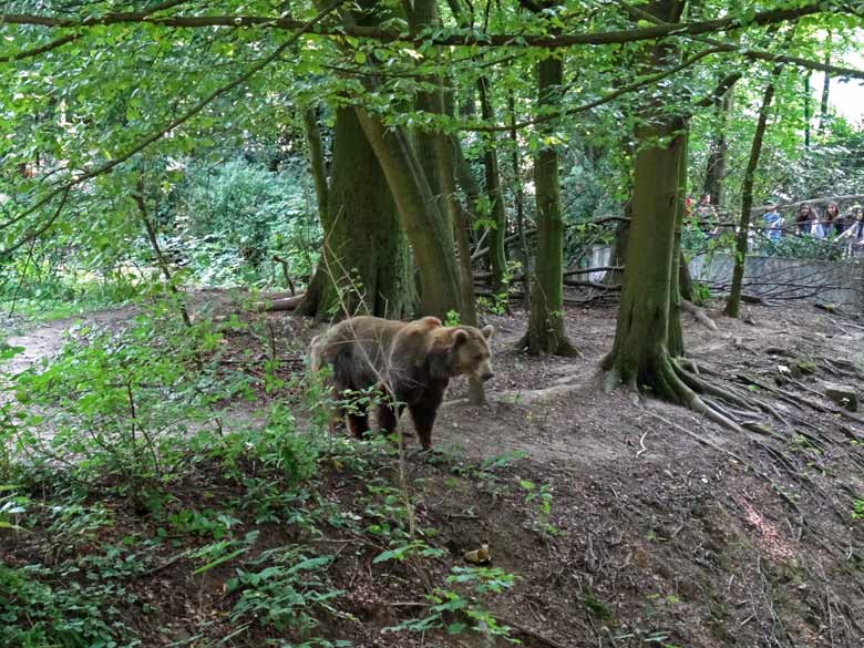 Braunbärin Siddy am 19. August 2016 auf der Braunbärenanlage im Grünen Zoo Wuppertal