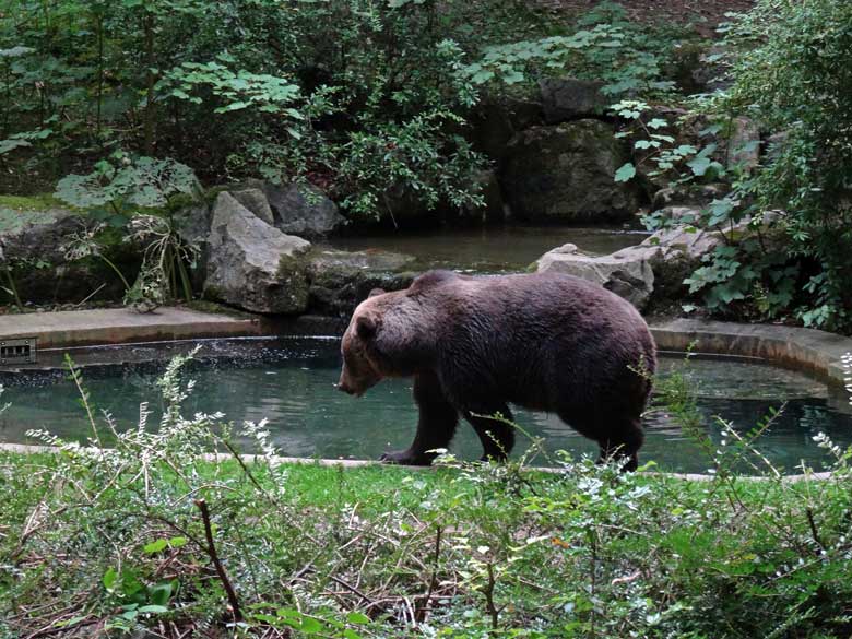 Braunbärin Brenda am 19. August 2016 auf der Braunbärenanlage im Zoologischen Garten der Stadt Wuppertal