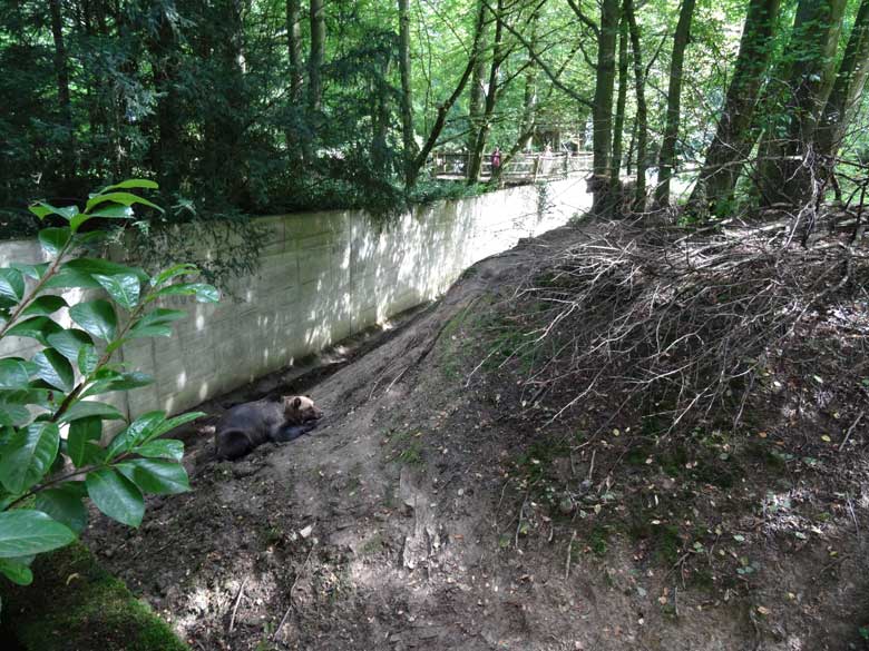 Braunbärin Brenda und Braunbärin Siddy am 20. August 2016 auf der Außenanlage der Braunbären im Zoo Wuppertal