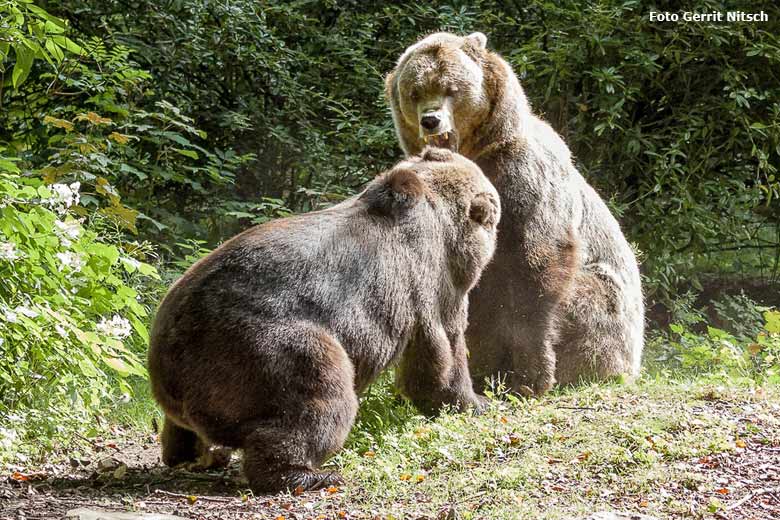 Braunbärin Brenda und Braunbärin Siddy am 20. August 2016 auf der Außenanlage der Braunbären im Zoologischen Garten der Stadt Wuppertal (Foto Gerrit Nitsch)