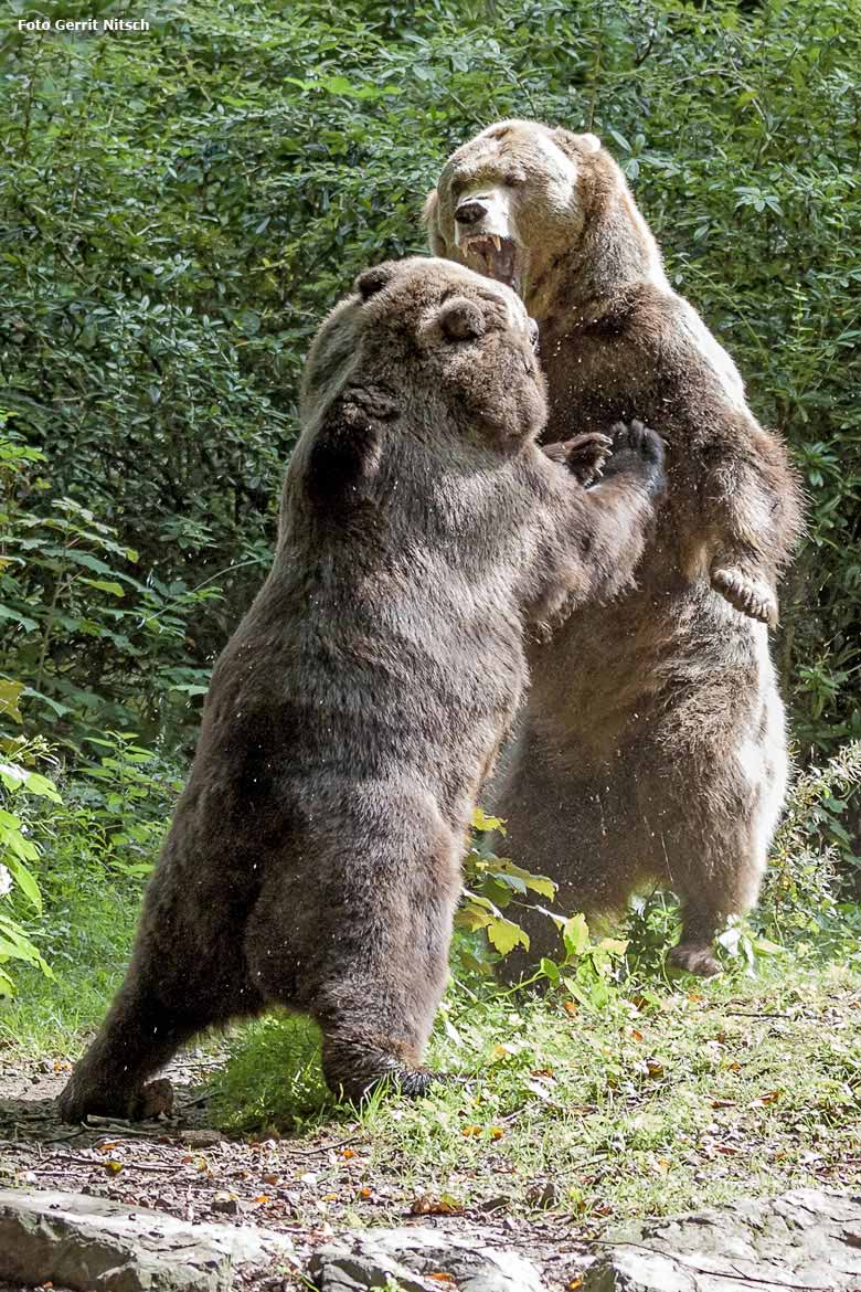 Braunbärin Brenda und Braunbärin Siddy am 20. August 2016 auf der Außenanlage der Braunbären im Wuppertaler Zoo (Foto Gerrit Nitsch)